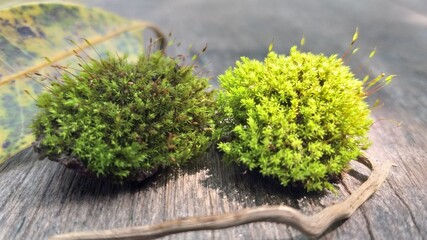 Green alga on the wood,,Bali 11 February 2021