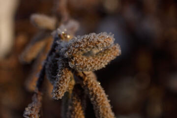 Nutbush in frost