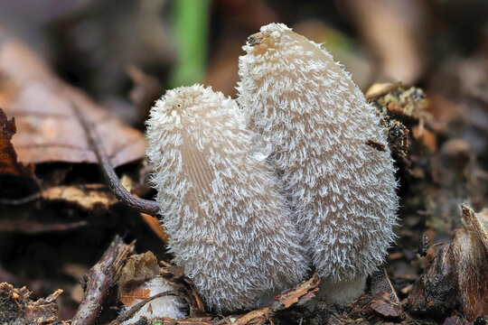 Coprinopsis lagopus is a species of fungus in the family Psathyrellaceae.