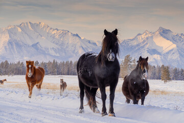Plakat horses in winter