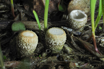 Cyathus olla is a species of saprobic fungus in the genus Cyathus of the family Nidulariaceae.