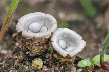 Cyathus olla is a species of saprobic fungus in the genus Cyathus of the family Nidulariaceae.