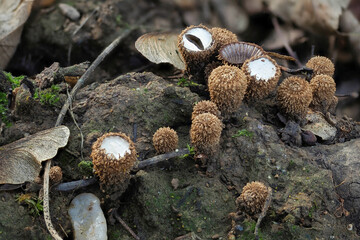 The Fluted Bird Nest (Cyathus striatus) is an inedible mushroom