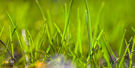 closeup fresh green grass on a forest glade, beautiful spring natural background