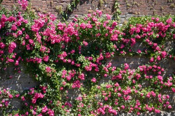 rosa pendulina also known as the alpine rose or mountain rose a wild rose climbing a wall