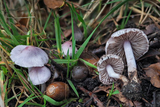 Inocybe geophylla, commonly known as the earthy inocybe, common white inocybe or white fibercap, is a poisonous mushroom of the genus Inocybe.