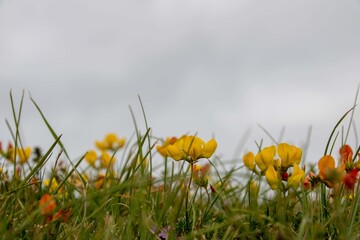 common birds foot trefoil also known as Eggs and Bacon with small yellow slipper like flowers