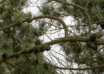 pine cones hanging from a pine tree
