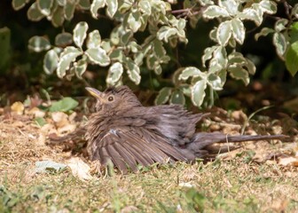 baby blackbird sunbathing on a sunny day in spring