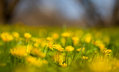 closeup forest glade with yellow wild flowers, natural spring background