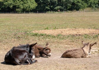 pretty donkey and cute foals in the sunshine