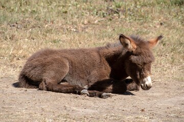 pretty baby donkey enjoying the sunshine