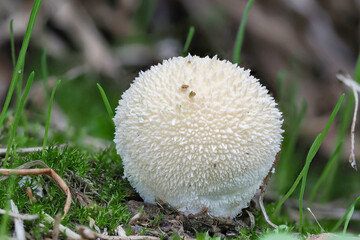 Lycoperdon pratense, commonly known as the meadow puffball, is a type of puffball mushroom in the genus Lycoperdon.