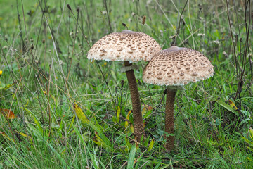 Macrolepiota procera, the parasol mushroom, is a basidiomycete fungus with a large, prominent...