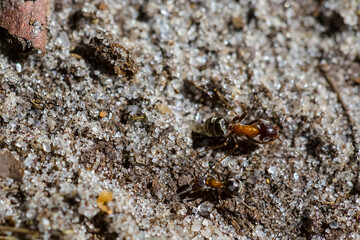 closeup brown huge ant crawl on a sandf