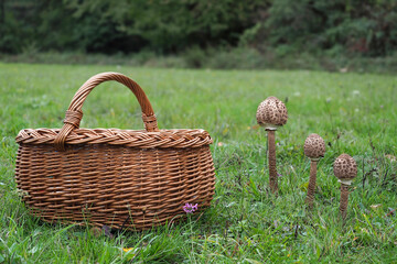 Macrolepiota procera, the parasol mushroom, is a basidiomycete fungus with a large, prominent...