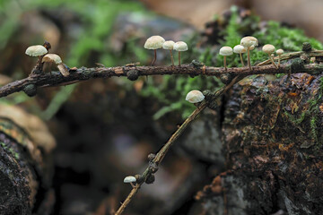 Marasmiellus ramealis is a species of mushroom-forming fungus of the family Marasmiaceae.