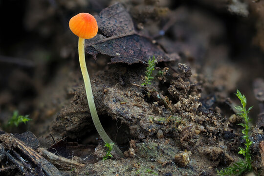 The Orange Bonnet (Mycena acicula) is an inedible mushroom