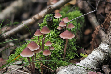 The Burgundydrop Bonnet (Mycena haematopus) is an inedible mushroom