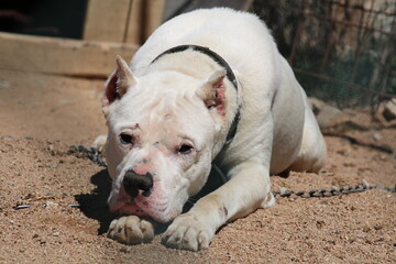american staffordshire terrier