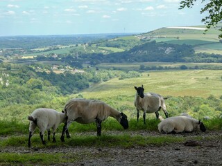 shorn sheep and lambs on the hillside