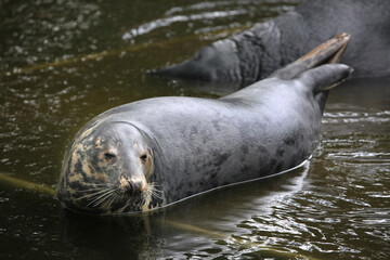 Grey seal (Halichoerus grypus).