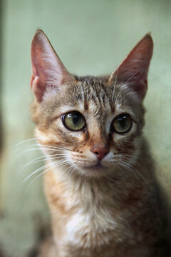 Arabian wildcat (Felis silvestris gordoni).