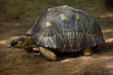 Radiated tortoise (Astrochelys radiata).