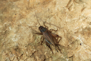 House cricket (Acheta domestica).