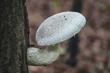 Pleurotus dryinus is a species of fungus in the family Pleurotaceae.