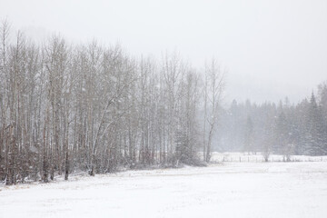 Original winter landscape photograph of a line of tall barren aspen trees in a snowy field on white 
