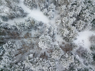 Aerial drone top view. Snow-covered conifers. Cloudy frosty winter morning.