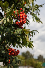 Rowan tree with bright red bunches of berries on branches with green long jagged leaves in an autumn day in the garden. Background for notebooks, calendars and posts.