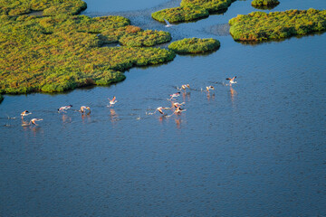 wonderful rhythmic movements of flamingos getting ready to fly
