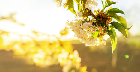 Spring Cherry blossoms blooming, Sakura Japanese flowers season. Blooming tree and sun flare with blank copy space. Spring banner, landscape panorama.