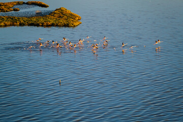 wonderful rhythmic movements of flamingos getting ready to fly