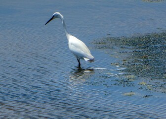 white egret hunting for food in the sea