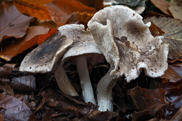 The Tricholoma spuarrulosum is an edible mushroom