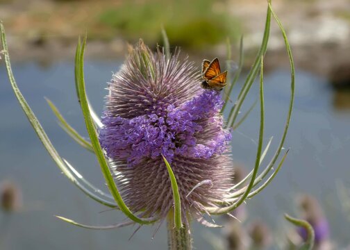 small skipper butterfly on a teasel dispacus fullonum