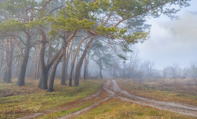 Obraz premium pine forest in the mountain valley in a mist