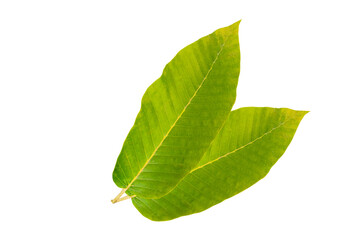Fototapeta premium Green leaves tropical rainforest foliage plant isolated on white background, clipping path included. Gurjan,Dipterocarpus leaves.