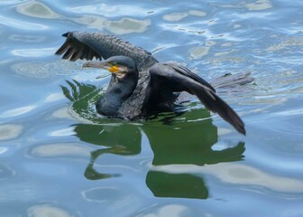 cormorant drying his wings in the water