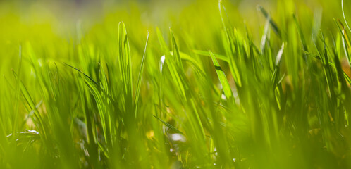 closeup fresh green grass on a forest glade, beautiful spring natural background