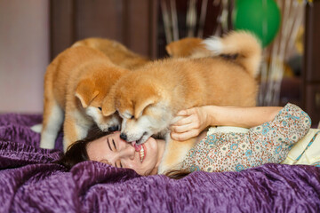 Fototapeta na wymiar Handsome brunette girl have fun hugs and play with akita inu puppies