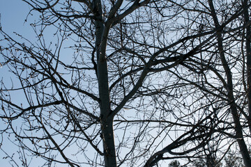 Trees in drops of frozen ice. Winter forest