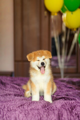 Fototapeta na wymiar Happy akita inu puppy celebrate his adoption in new family