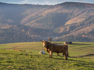 zwierzęta © Marcin