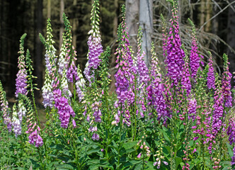 Blühender Roter Fingerhut, Digitalis purpurea, im Wald