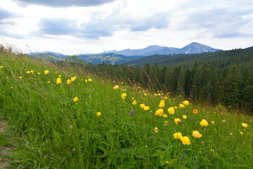 Yellow flowers on the high mountain meadow, view of spruce forest and mountain Homyak. Ukraine, Carpathians.