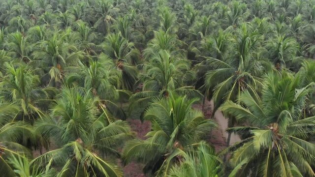 Aerial view of coconut farm. green coconut trees neatly aligned with intercrop banana  plantation.